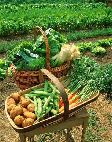 Как сохранить овощи на зиму. Технология, способы и условия хранения овощей