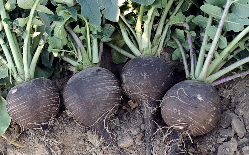 Как лучше хранить свежие овощи: хранение свеклы, редьки и репы фото