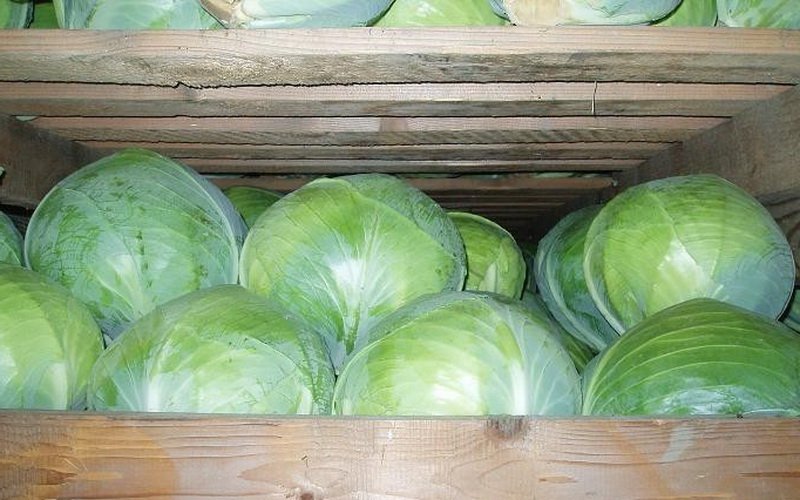 Температурный режим и виды хранения овощей семейства Капустных