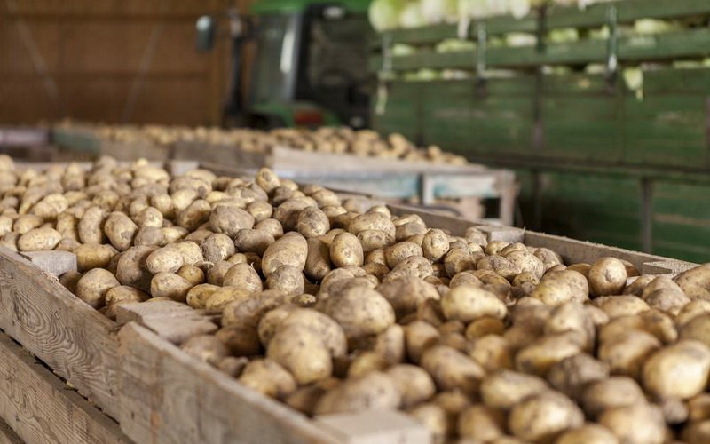 Технология хранения овощей: как хранить дома картофель