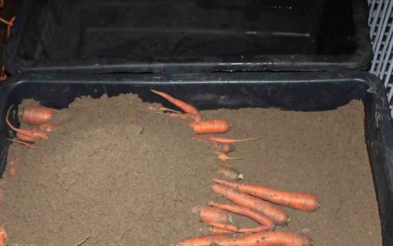 Режимы и способы хранения овощей: как правильно сохранить морковь фото