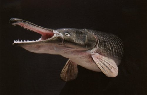10 Ужасающих рыб-убийц