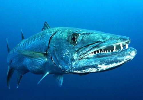10 Ужасающих рыб-убийц