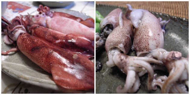 Кальмары