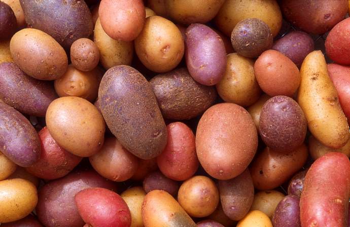 Среди населения бытует мнение, что картофель со светлой и коричневой кожурой более крахмалистый, чем с розовой и красной