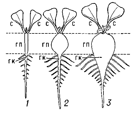 Рис. 1. Схема образования «корнеплода»: 1 — проросток; 2 — редис; 3 — редька; гк — главный корень; гп — гипокотиль; с — семядоли.