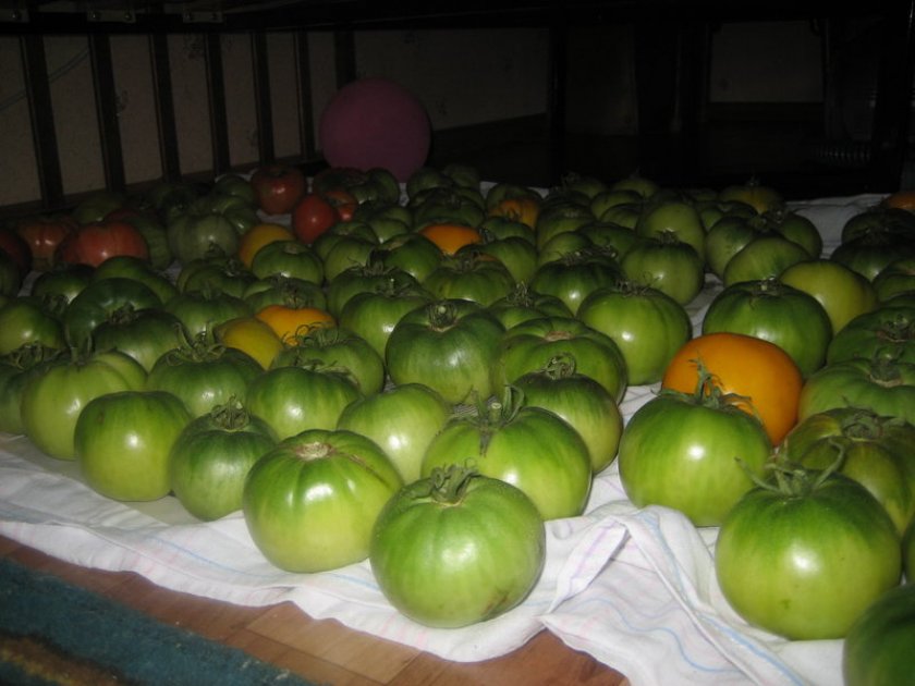 Хранение зелёных томатов