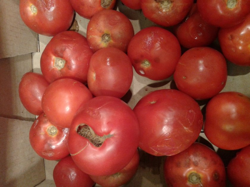 Что делать, если томаты начали портиться