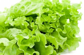 Правила выбора качественных продуктов - листовой салат и его полезные свойства