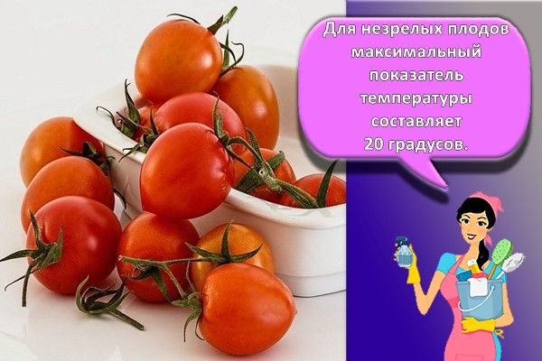помидоры в контейнере