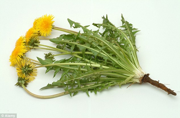 More than a weed: Eat dandelions for their fibre content and health-boosting benefits including liver purification