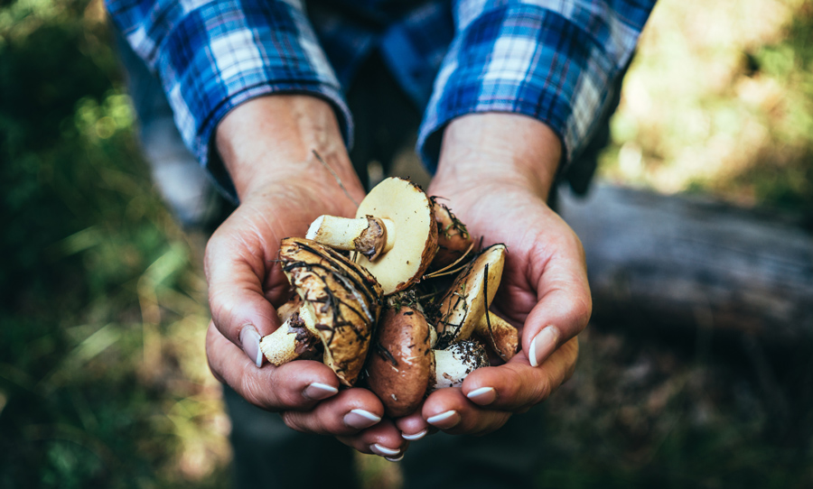 Как солить белые грибы: 2 способа