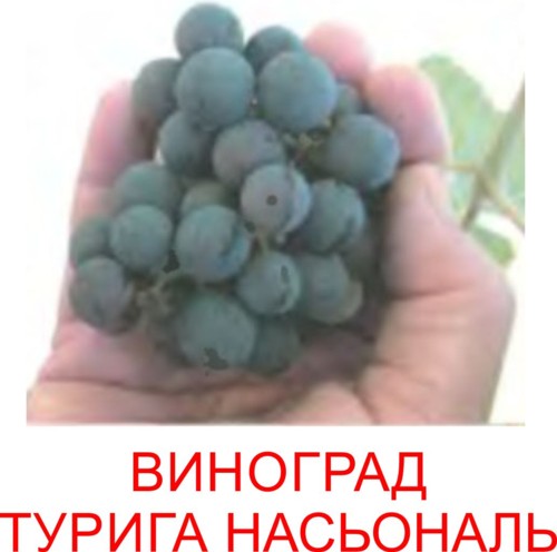 виноград для портвейна