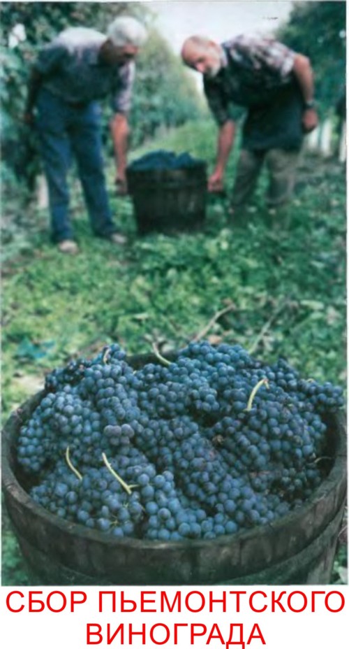 Виноград в Пьемонте