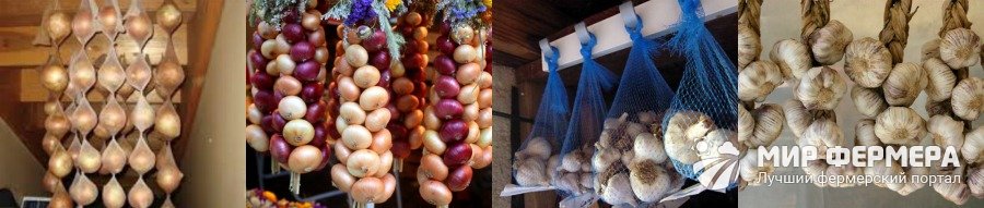 Хранение лука и чеснока Как хранить лук и чеснок зимой