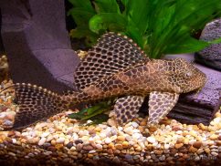 Common-Plecos