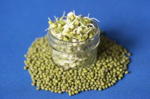 beans sprout