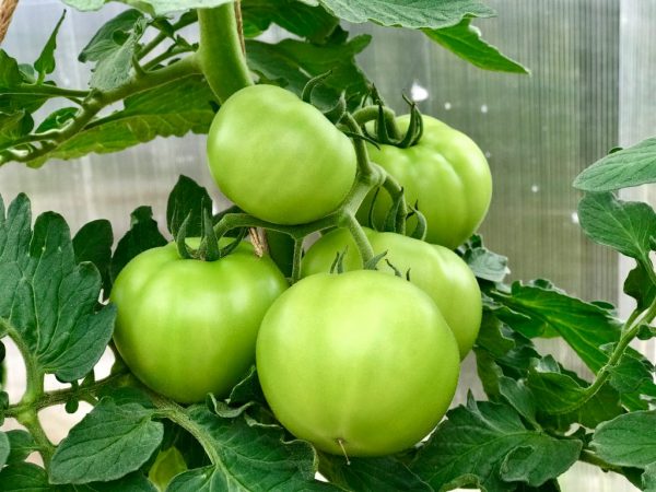 Зеленые помидоры нужно хранить в темном месте