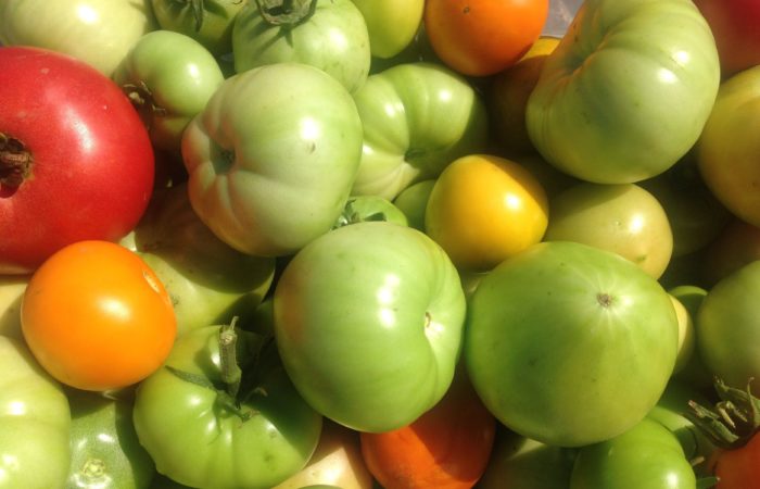 Собранный урожай зеленых томатов