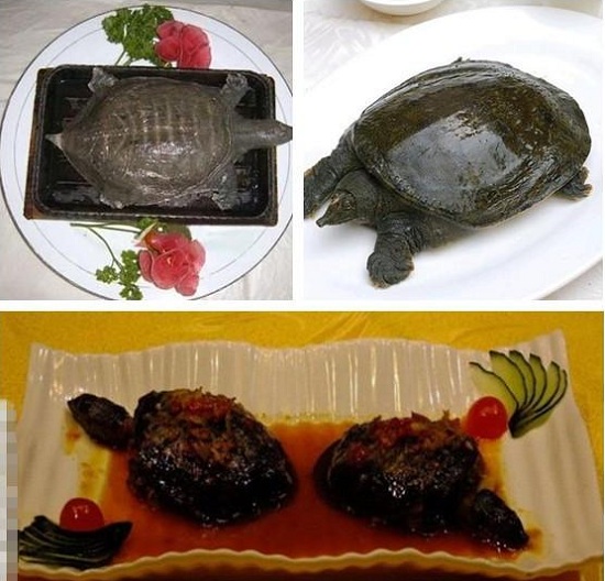 Hot-plate-turtle