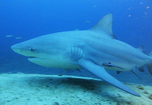 Быковые акулы на Кубе - Атлантический океан
