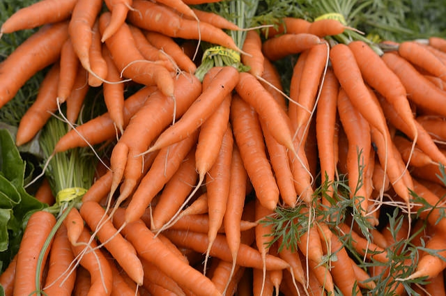 Морковь по праву считается самым непривередливым овощем.
