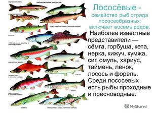 Как определить род рыбы