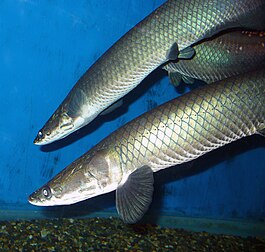Arapaima gigas at Beijing aquarium.JPG