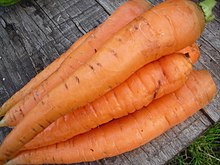 Морковь дикая