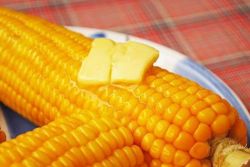 как правильно варить кукурузу 