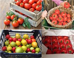 Дозревание и хранение томатов