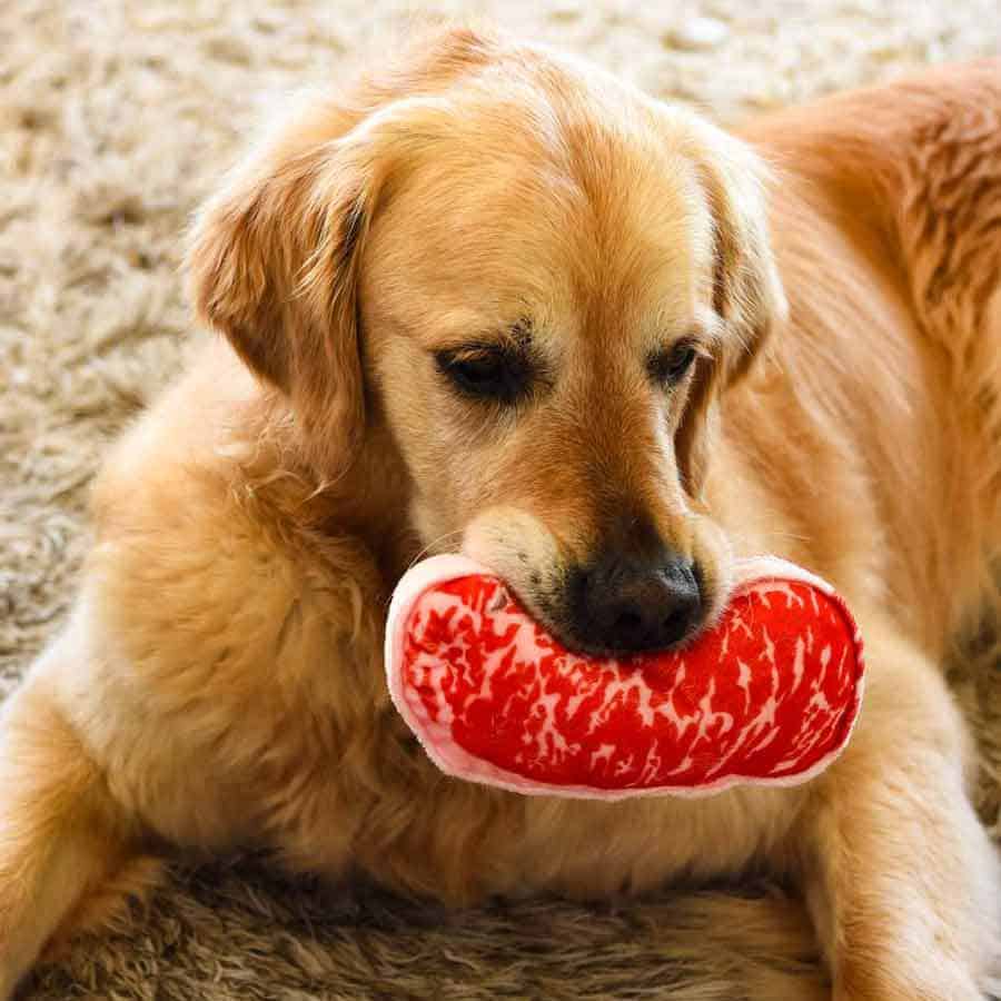 Dozer the golden retriever dog with toy wagyu beef