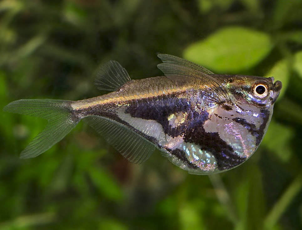 Виды аквариумных рыб: карнегиелла
