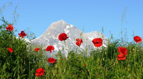 цветущие маки и гора Корно