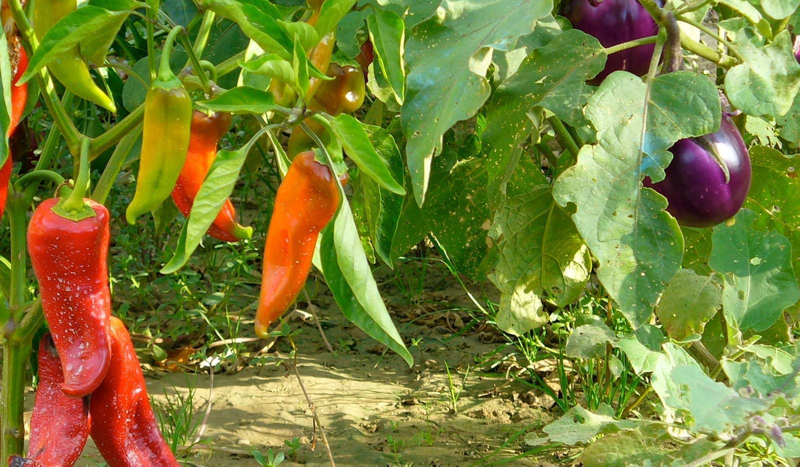 Перец в огороде фото